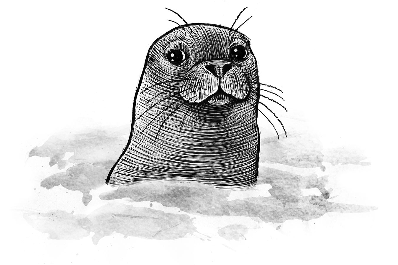 seal illustration